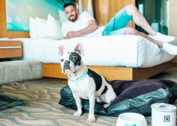 Pet-Friendly Hotels: Traveling With Companions