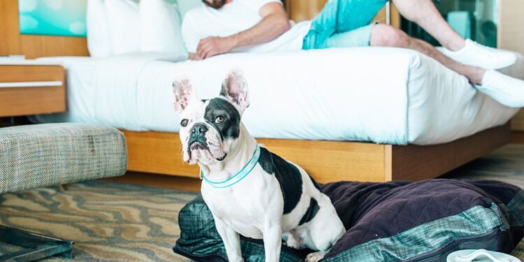 Pet-Friendly Hotels: Traveling With Companions