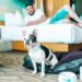 Pet-Friendly Hotels: Traveling With Companions