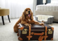 Discover Best Pet-Friendly Hotels for Your Pet Travel