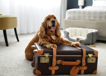 Discover Best Pet-Friendly Hotels for Your Pet Travel