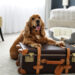 Discover Best Pet-Friendly Hotels for Your Pet Travel